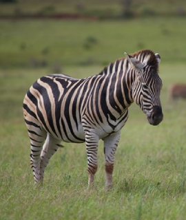 zebra zebra