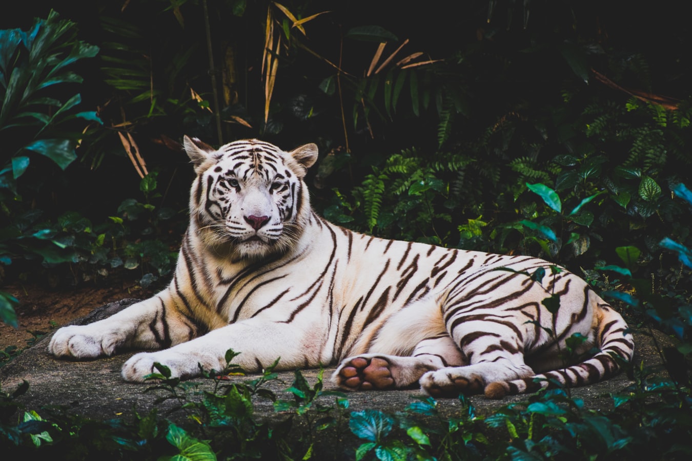 animal1 animal1