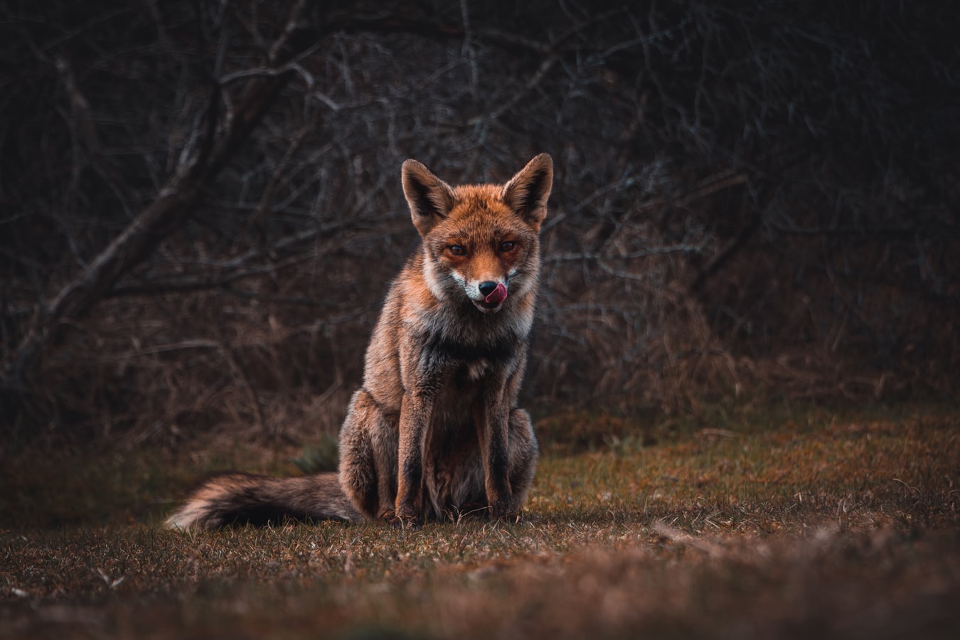 animal5 animal5