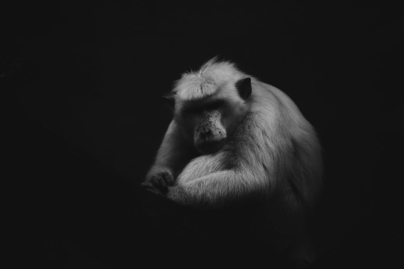animal9 animal9